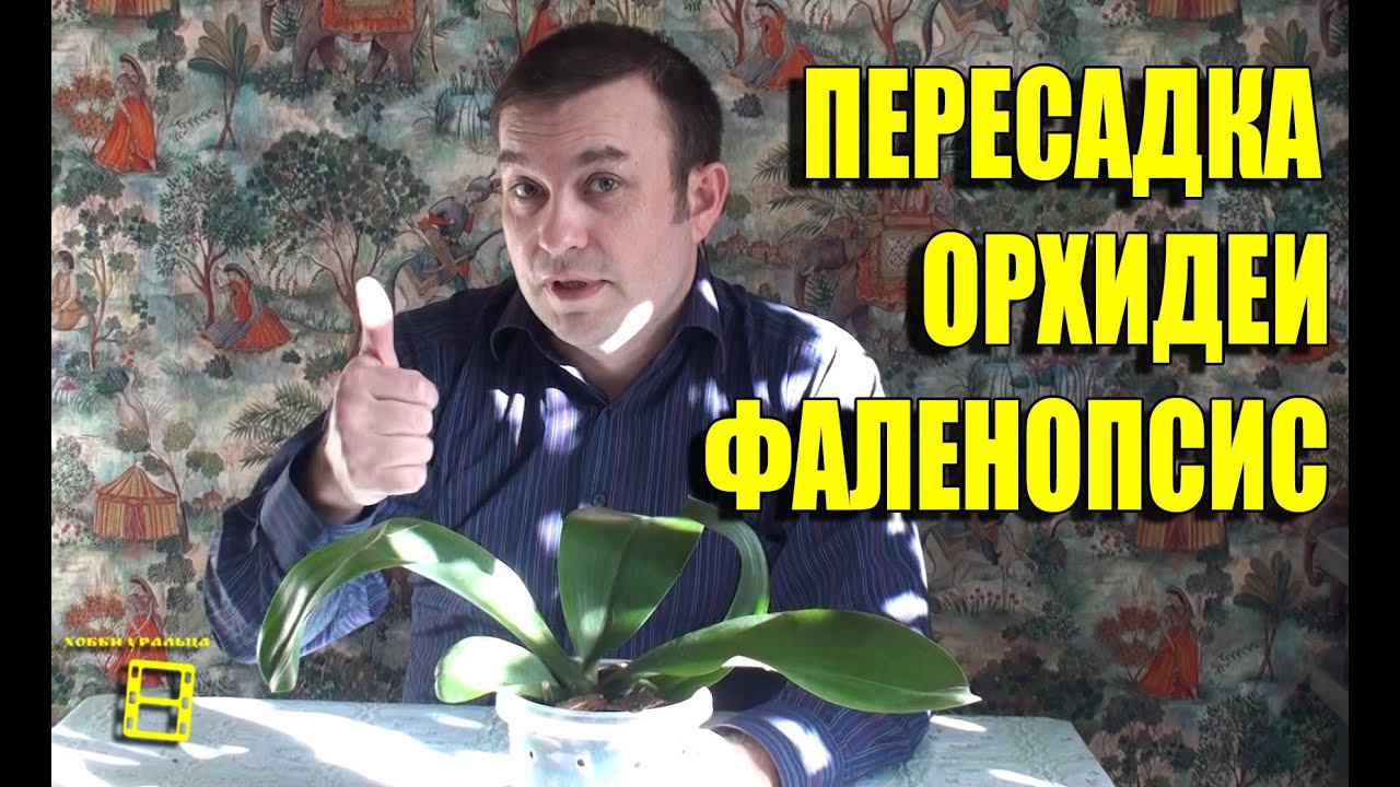 Посадка (пересадка) орхидеи фаленопсис после деления. Орхидеи в домашних условиях #Орхидеи