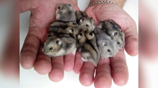 МОГУТ ЛИ ХОМЯКИ ЖИТЬ ВМЕСТЕ В ОДНОЙ КЛЕТКЕ?! ВАЖНАЯ ИНФОРМАЦИЯ! ШОК!СМОТРЕТЬ ВСЕМ ХОМЯКАВОДАМ‼ смотреть онлайн