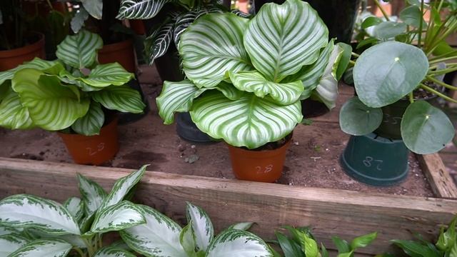 summer plant tour: variegated string of pearls, string of turtles, alocasia stingray, birkin смотреть онлайн