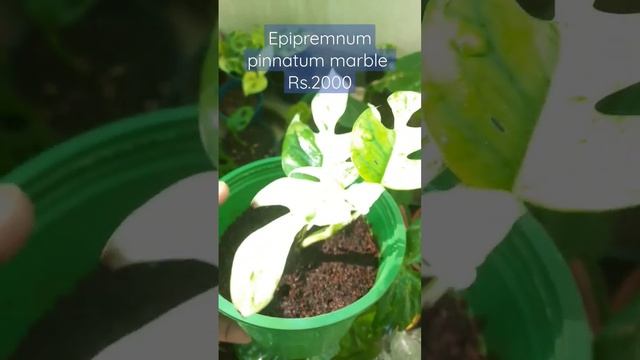 Epipremnum pinnatum marble for sale #plants #shorts #foryou #sale #indoorplants