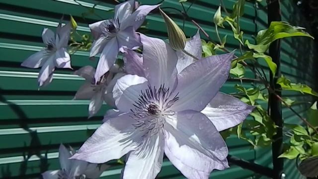 Клематис Utopia. Украина, Чернвцы смотреть онлайн