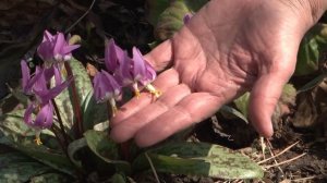 На юге края зацвело редкое краснокнижное растение - кандык.