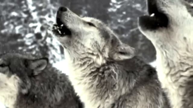 Мужчина затащил девушку в лес. То что случилось дальше потрясло жителей! смотреть онлайн