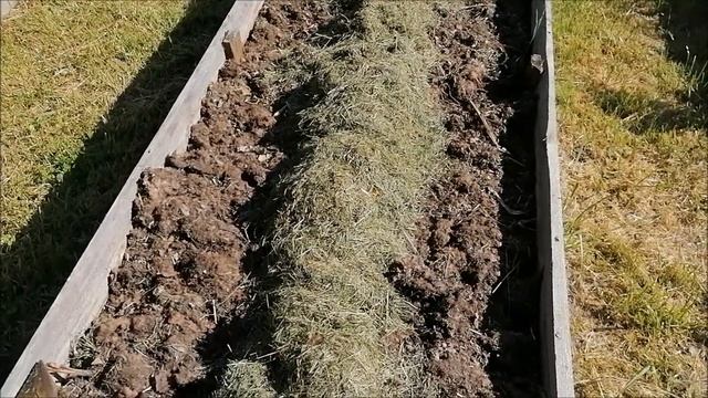 НЕОБЫЧНАЯ ПОДГОТОВКА КАРТОШКИ К ПОСАДКЕ смотреть онлайн