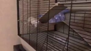 ЛАЙФХАК ДЛЯ КРЫСЫ. Труба для крысы своими руками за 1,5 доллара. Rat lifehack Влог#8