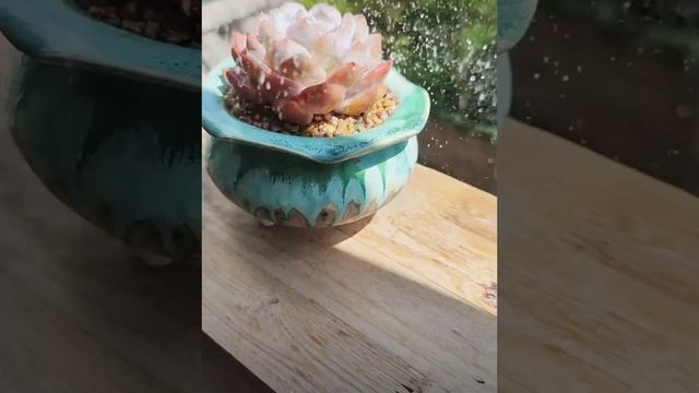 Succulents pots handmade Jingdezhen