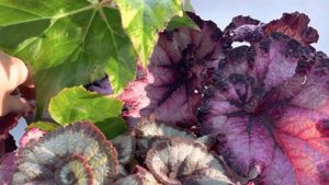 Бегонии. Пересчитываю сорта. Часть 6.