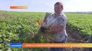 Битва за урожай: Мордовия начала уборку сахарной свеклы