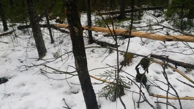 ПРОВЕРКА КАПКАНОВ НА КУНИЦУ/ПРИШЛА ВЕСНА смотреть онлайн