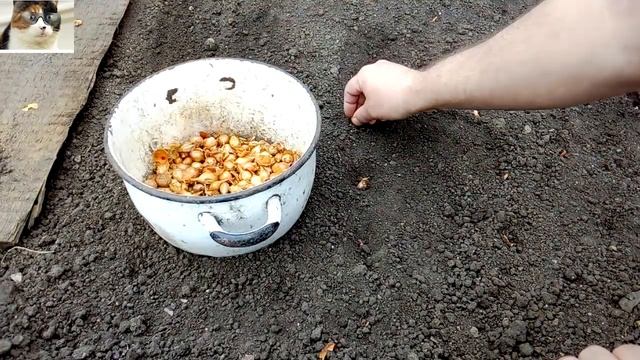 Когда сажать лук севок весной в открытый грунт и как правильно это сделать