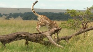 Cheetahs: Speed, Hunting Technique And Survival!