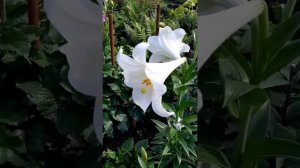 Лилия White American. Lilie White American. Белая трубчатая лилия