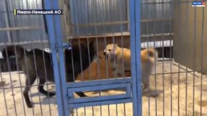 Якутский, полярный и канадский волки: житель Ямала создал парк северных хищников