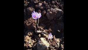 УВЕРОВАВ - УВИДИШЬ. Симптомы Перехода в реальность 5Д (1 ЧАСТЬ)