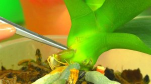 У Орхидеи УЦЕНКИ - ГНИЛЫЕ КОРНИ ! Почему не пересаживаю? ПРОДОЛЖАЕМ ЭКСПЕРИМЕНТ ...