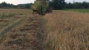 Молотимо ярий ячмінь