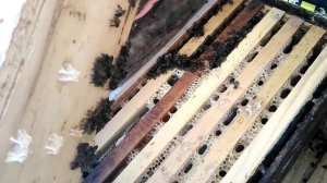 Зимовка пчел карника от Карла Пернера (Австрия).