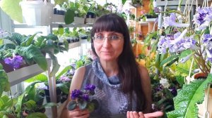 Шапочное цветение фиалок - это просто.