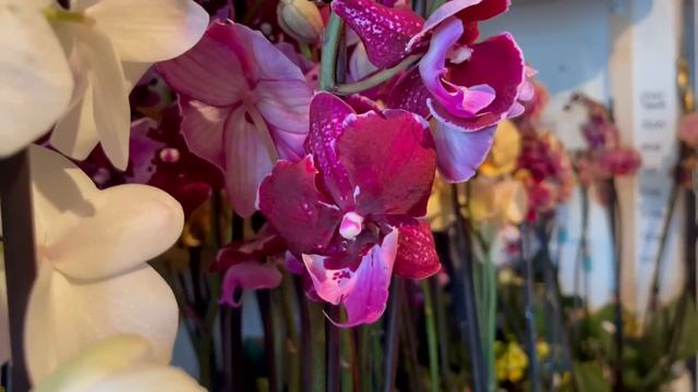 ? ПРОДАЖА ОРХИДЕЙ 08.06.22 БАБОЧКИ, Биг липы, Будда, Каскады. Орхидеи почтой. Купить орхидею. смотреть онлайн