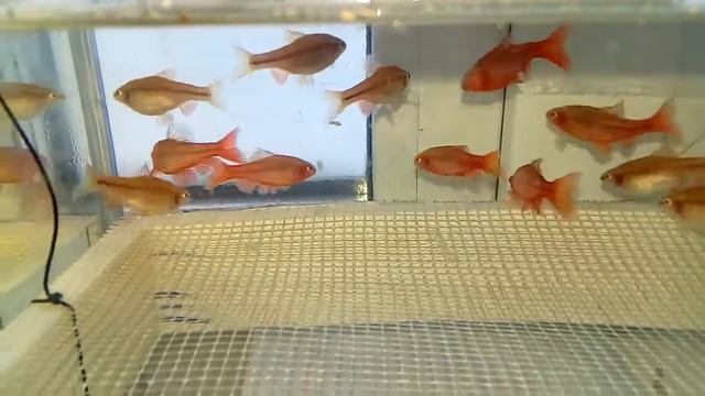 Удачный нерест !!! смотреть онлайн