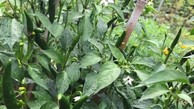 ??? САД???GARTEN?♂️???В СЕНТЯБРЕ?????ГОРТЕНЗИЯ МЭДЖИКАЛ МОНБЛАН.
