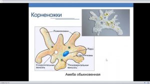 Одноклеточные животные. Часть 1. Саркодовые. Споровики