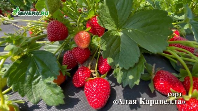 Земляника (ремонтантная) Алая каравелла