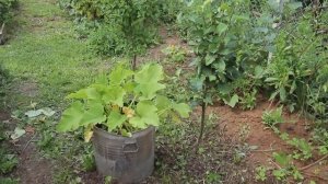 Измельчитель веток из болгарки своими руками и уборка у сарая