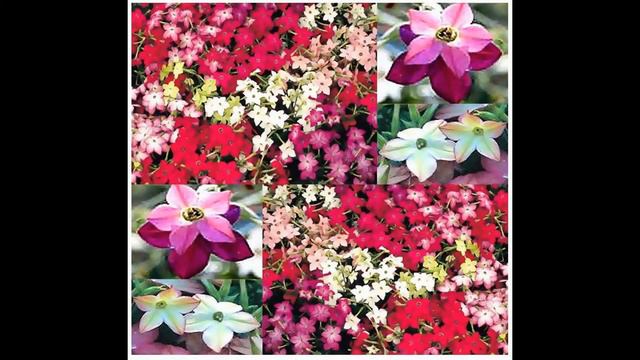 DAYLIGHT SENSATION FRAGRANT NICOTIANA - Nicotiana affinis FLOWER SEEDS on www.MySeeds.Co смотреть онлайн