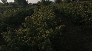 удобряем малину Польку