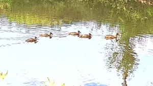 В пруду много уток
