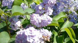 Обзор сортов сирени моего питомника