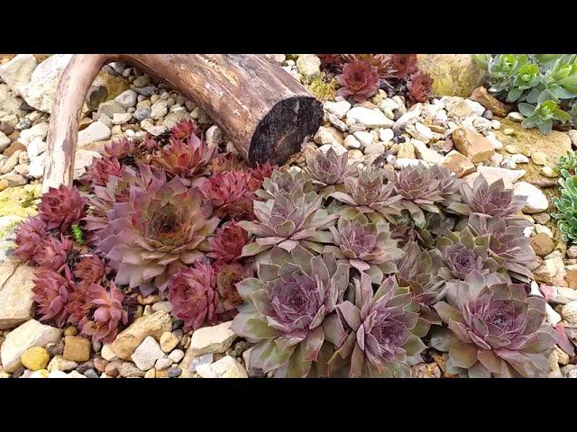 Ширма, арки, решетка. Подготовка к сезону смотреть онлайн