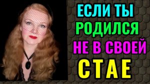 Как быть, если ты родился не в своей стае. И ответы на вопросы