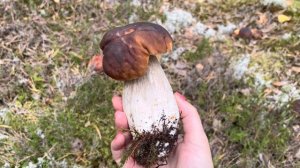 Грибное наслажденье???Настоящая красота.Такое бывает редко?