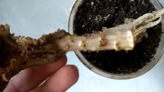 Можно ли укоренить верхушку салата смотреть онлайн