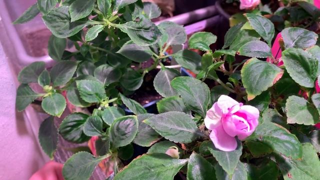 ?ЦВЕТУТ в НОВЫЙ ГОД ❄️ ЛОБЕЛИЯ, ФУКСИЯ, МУЛЬТИФЛОРА, БАЛЬЗАМИН смотреть онлайн