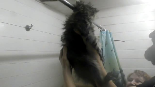 Купаем и сушим ЕНОТА? ! Вне формата?. смотреть онлайн