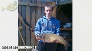 Карп в нерест! Когда нерест у карпа? Клюет ли карп в нерест? Секреты ловли карпа весной!