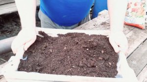 Грунт для рассады петуний. Как приготовить своими руками.