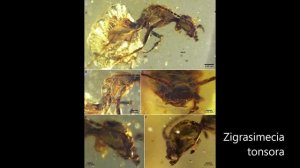 РЕАЛЬНАЯ и ПОЛНАЯ эволюция МУРАВЬЕВ! Муравьи произошли от большекрылых?