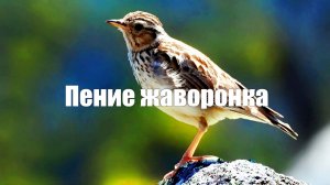 Пение жаворонка на лугу. 1 час  для  медитации