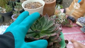 Potting my newly bought Succulents echeveria Silver Prince & more || Ganito ko lang Sila itanim