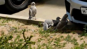 Сизая Чайка (Larus canus) с птенцами. Переяславль-Залесский 30.06.2022