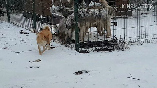 #huskiesterra, #husky, #хаски С Новым Годом, товарищи!!! смотреть онлайн