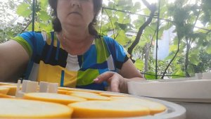 Фрипсы из кабачков и цукини в сушилке EZIDRI