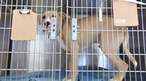 Metro Richmond Petsavers Gives Hope to Shelter Animals in Richmond