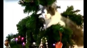 Приколы с кошками - новогодние коты