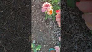 розы премиум класса