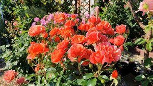 Цветение роз Таттон, Тиклед Пинк, Теодор Фонтейн Роуз, Френсис Блейз, Цикламен Пьер де Ронсар????